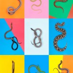 z-snakes-2 z-snakes-2