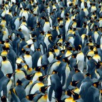 1Amazing Animals Colonies-pingouins
