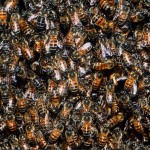 Amazing Animals Colonies-abeille