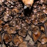 Amazing Animals Colonies-bats