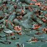 Amazing Animals Colonies-hippo