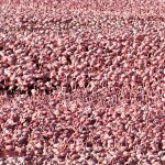 Amazing Animals Colonies-pinkfloyd