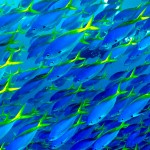 Amazing Animals Colonies-poissons tropique