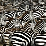 Amazing Animals Colonies-zebre