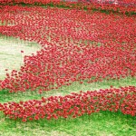 Ceramic Poppies in Tower of London4