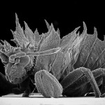 Insect Photography with Electron Microscope1