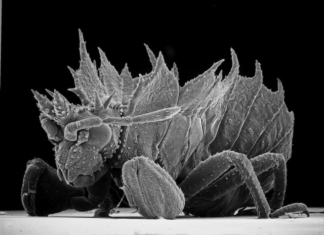 Insect-Photography-with-Electron-Microsc