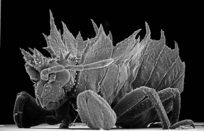 Insect Photography with Electron Microscope