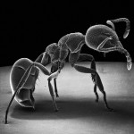 Insect Photography with Electron Microscope2