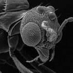 Insect Photography with Electron Microscope3