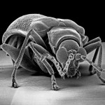 Insect Photography with Electron Microscope4