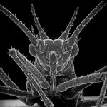 Insect Photography with Electron Microscope5