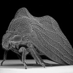 Insect Photography with Electron Microscope8