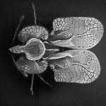 Insect Photography with Electron Microscope9