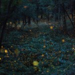 Natural Lights in Japan0