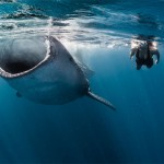 Roberta Mancino Diving Photography11