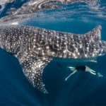 Roberta Mancino Diving Photography12