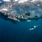 Roberta Mancino Diving Photography13