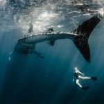 Roberta Mancino Diving Photography14