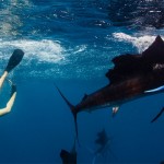Roberta Mancino Diving Photography17