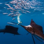 Roberta Mancino Diving Photography2