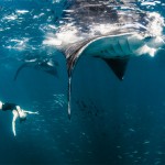 Roberta Mancino Diving Photography6
