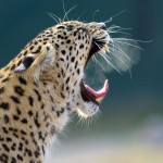 Zoo Animals Photography11