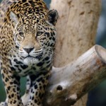 Zoo Animals Photography15