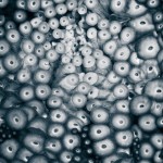 Abstract Nature Patterns-5