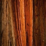 Abstract Nature Patterns-9
