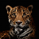 Big Cats Photography1