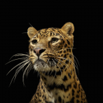 Big Cats Photography4