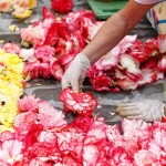 Brussels-Flower-Carpet-6
