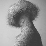 Hairy Digital Portraits-4