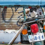 Neko Land - Cats in Japan10