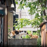 Neko Land - Cats in Japan12