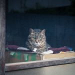 Neko Land - Cats in Japan13