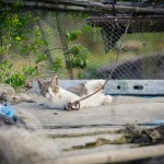 Neko Land - Cats in Japan16