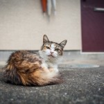 Neko Land - Cats in Japan4