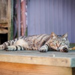 Neko Land - Cats in Japan7