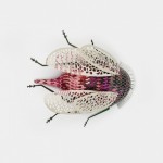 Recycled Paper Insects-3