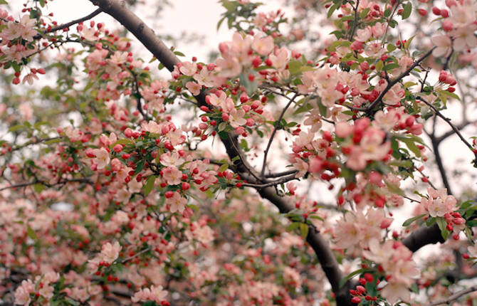 Cherry Blossom In New York City