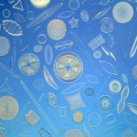 diatom-6