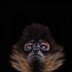 wildanimalportraits-0-0