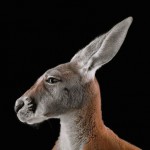 wildanimalportraits-11