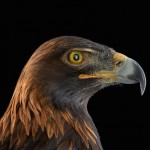 wildanimalportraits-12