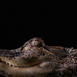 wildanimalportraits-13
