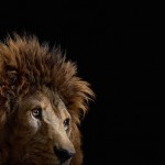 wildanimalportraits-14