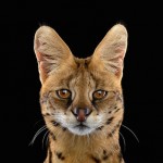 wildanimalportraits-15