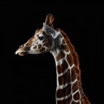wildanimalportraits-19